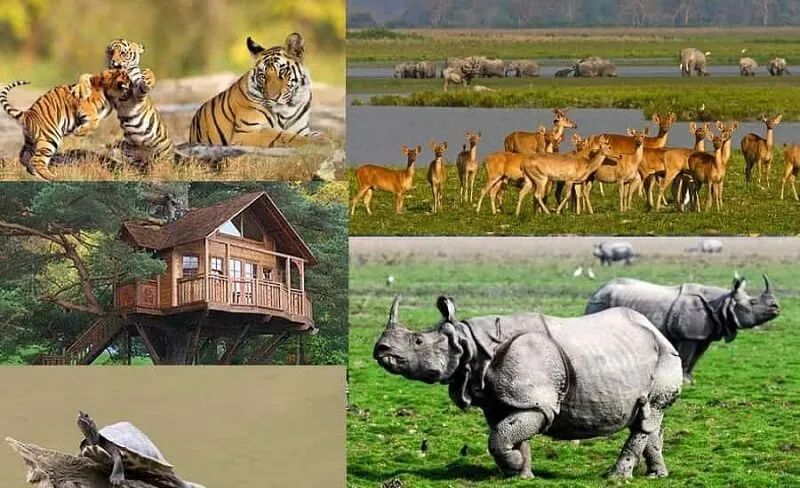 kaziranga national park 